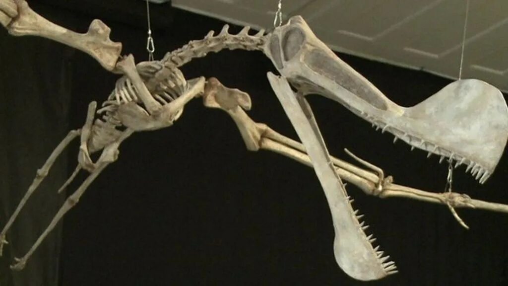 Pteranodon skeleton. Скелет птеродактиля. Анхангера птерозавр. Хацегоптерикс скелет. Кетцалькоатль птерозавр скелет.
