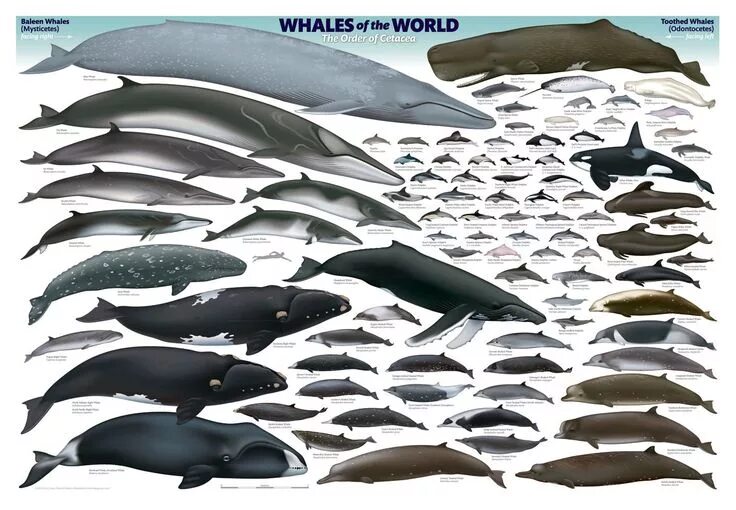 Amazon.com: Educational Whale