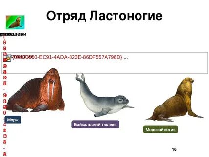 Ластоногие млекопитающие примеры