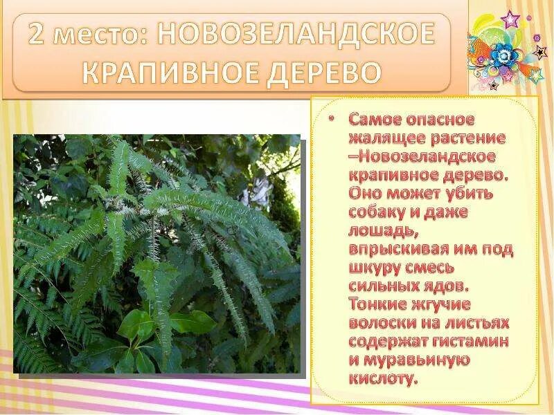 Какой тип питания характерен для лиственницы курильской