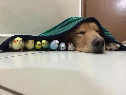 Собака попугай хомяк