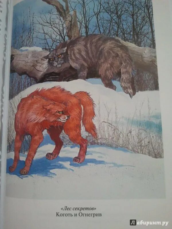 Хантер эрин "бушующая стихия". Лес секретов. Коты-воители. Коты воители книга лес секретов. Читать лес секретов.
