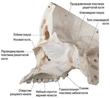 Решетчатая борозда носовой кости на латинском