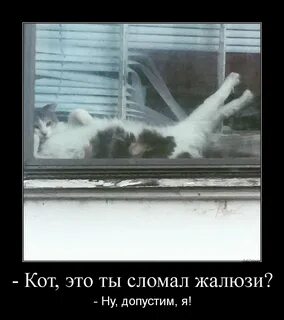 Кот разбил окно