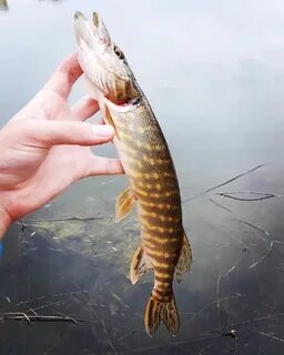 Рыбы бы
