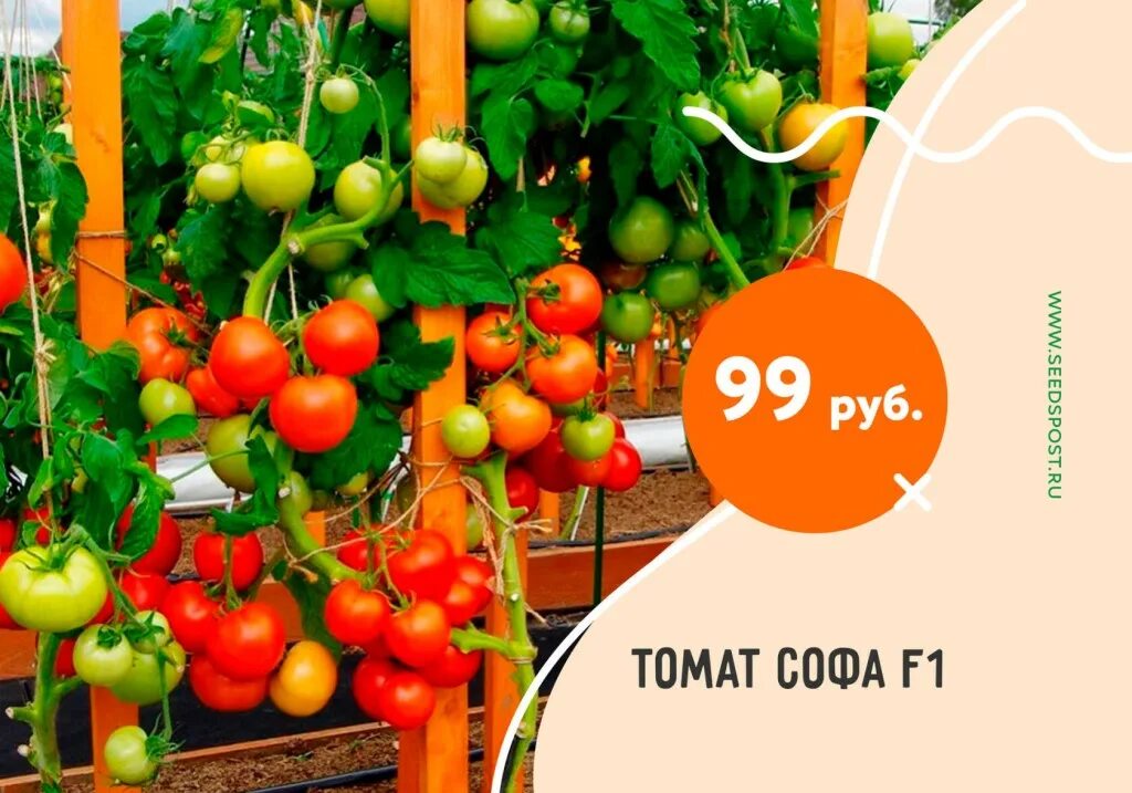 Томат софа f1. Помидоры софа f1. Сорт помидор софа. Сорт помидор софа. Томат софа f1.