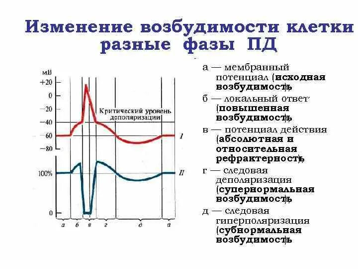 Возбуждения и возбудимости Пд миокарда желудочков и кривая Ферворна. Фазы потенциала действия физиология график. Фазы потенциала возбудимости физиология. Возбудимость в фазу следовой деполяризации.