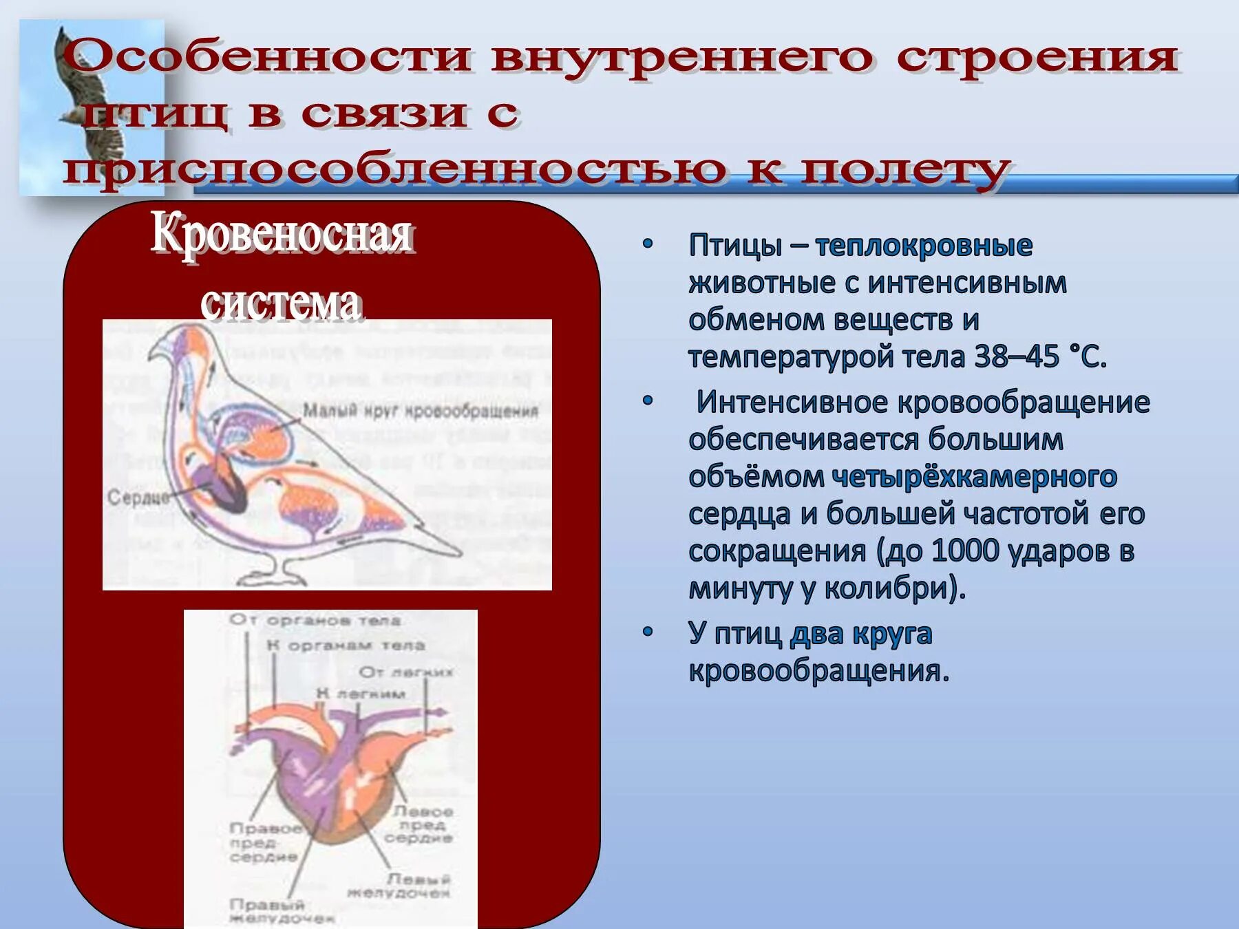 Кровеносная система птиц. Строение кровеносной системы птиц. Особенности внутреннего строения птиц. Внутреннее строение птиц системы. Внутреннее строение птиц в связи с полетом