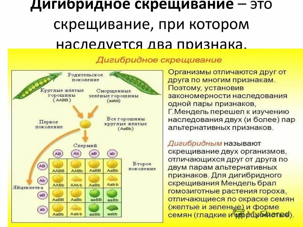 Дигибридное скрещивание дигетерозигот. Дигибридное скрещивание. Скрещивание дигибридно. Пример дигибридного скрещивания.