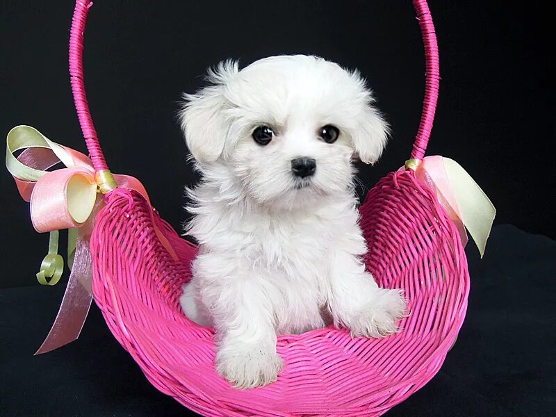 собаки мальтезе мини. мальтезе беби фейс. собаки мальтезе мини. мальтийская болонка мальтезе мини. мальтийский бишон.