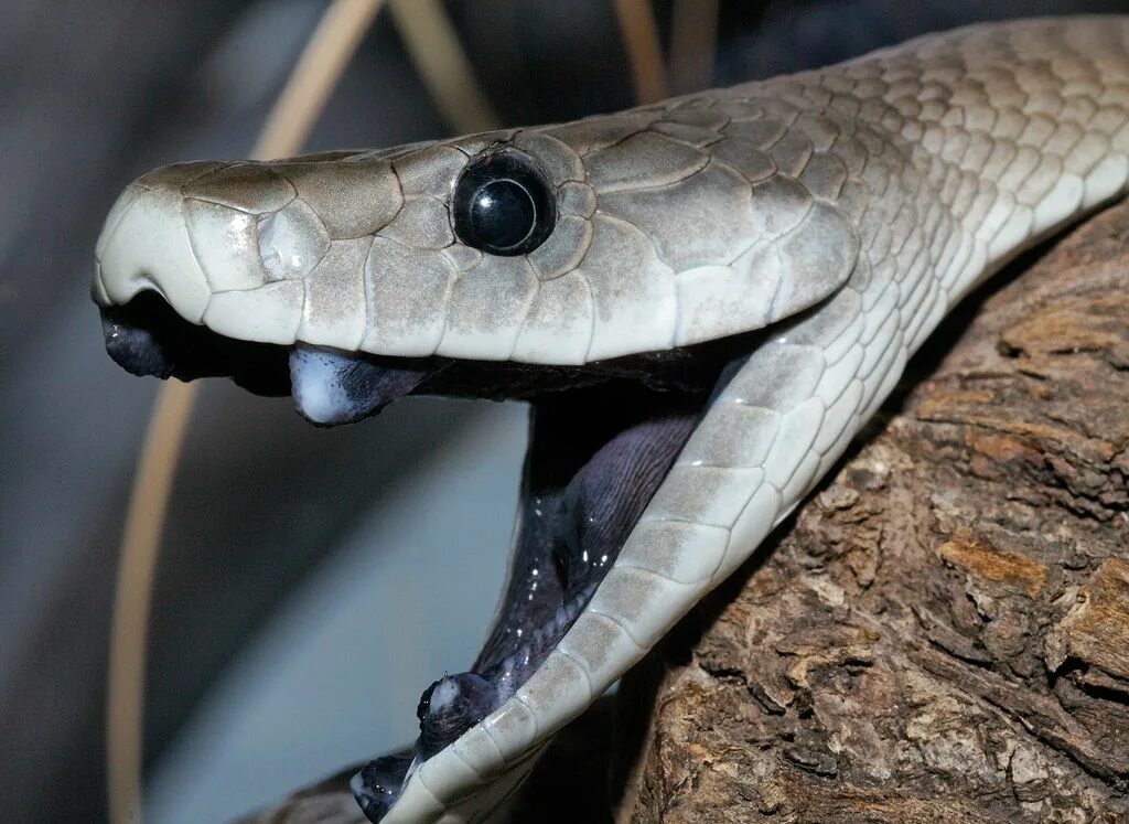 Http mamba. Черная мамба. Чёрная мамба змея зубы. Чёрная мамба Dendroaspis polylepis. Африканская черная мамба.