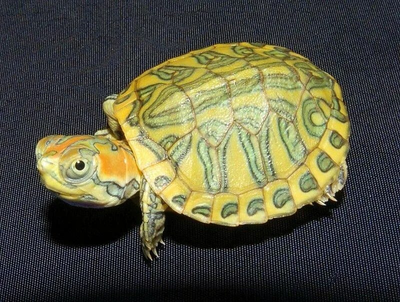 Окрас черепаха. Цвет черепахи. Расцветки черепах. Окрас черепах. Цветная черепаха.