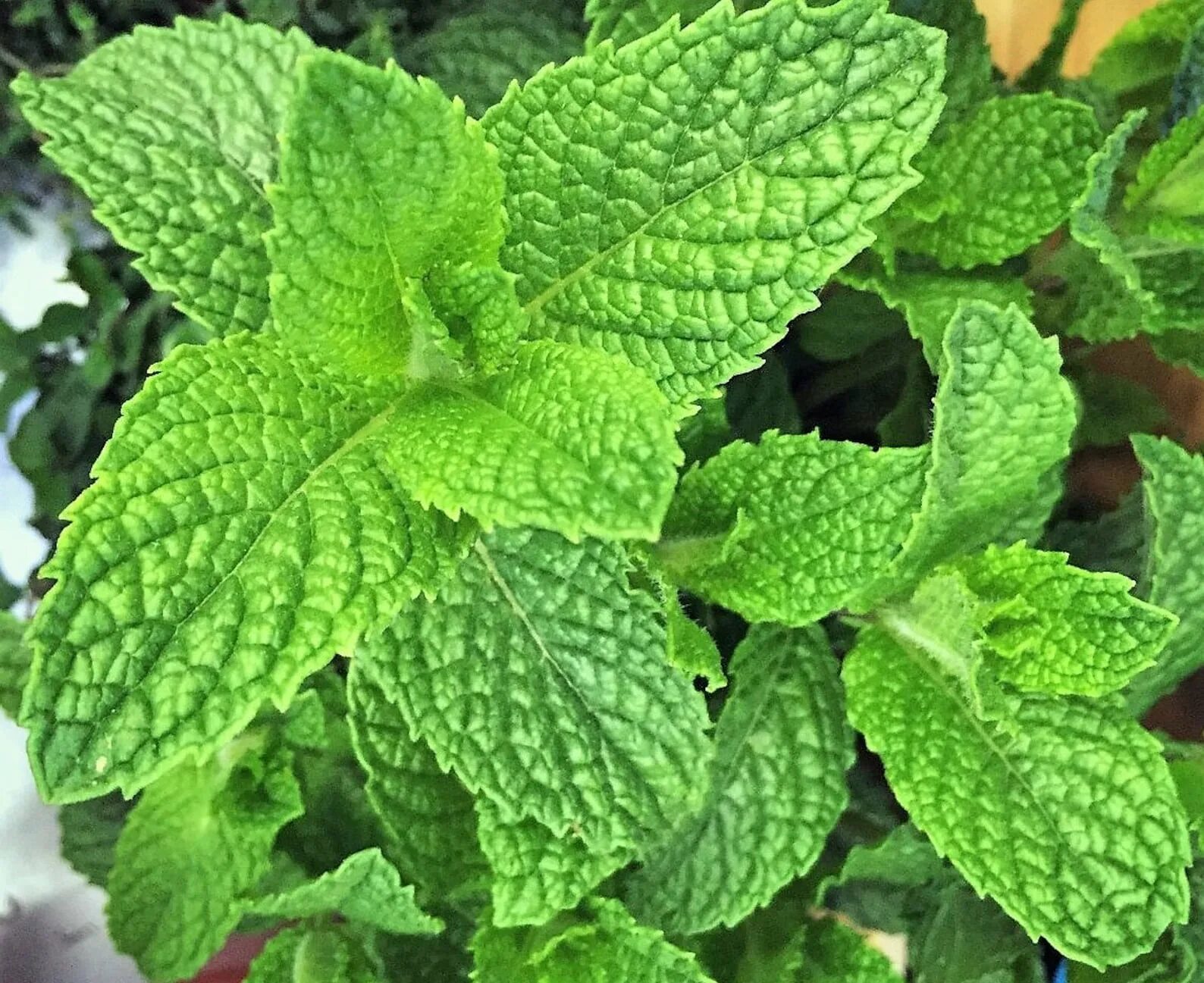Мята многолетняя. Mentha rotundifolia. мята piperita spicata chocolate mint. мята спиката (семко). мята мохито растение.