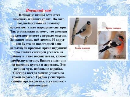 Снегирь 2 класс