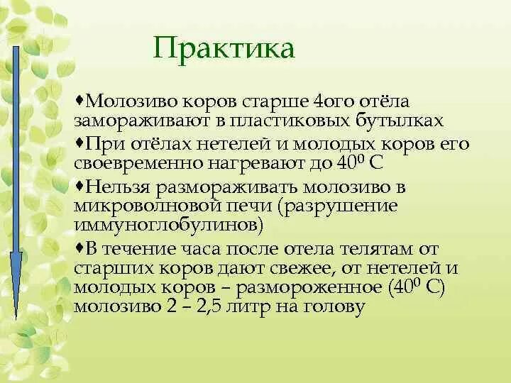 Хранение молозива КРС. Молозиво коровье польза для человека. Состав молозива коровы. Сколько молозива у коров