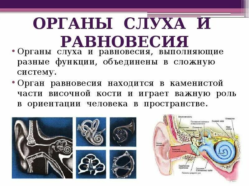 Внутреннее ухо равновесие. Орган слуха и орган равновесия. Орган слуха и равновесия расположен. Орган слуха. Строение органа слуха.