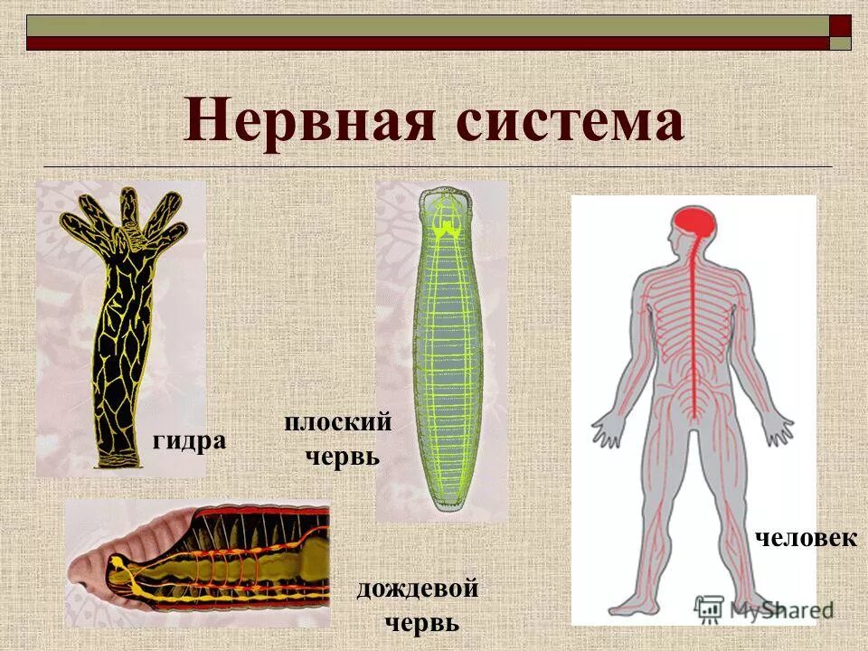 Система органов животных 8 класс биология. Нервная сиситемагидры. ГИДРАС нервная система. Нервная система органов животных. Строение нервной системы гидры.
