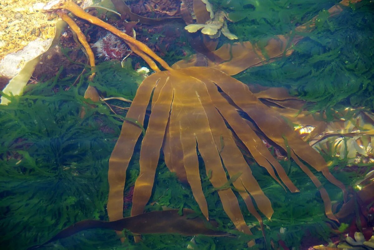 Бурые водоросли laminaria. Ламинария акутус. Водоросль морская капуста ламинария. Бурые водоросли ламинария. Морской ламинария бурая водоросль.