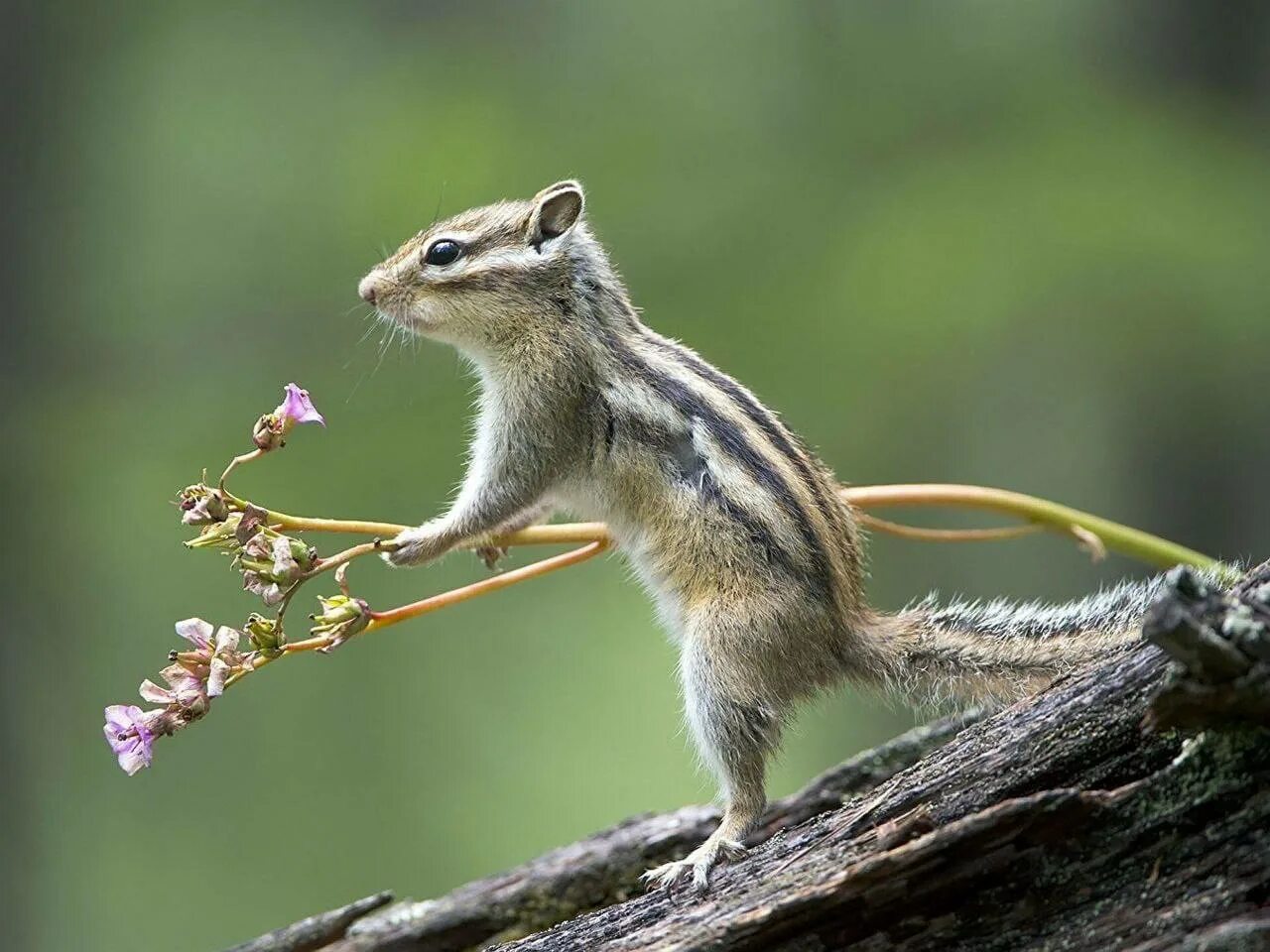 Животные обитающие в бурятии. Байкальский заповедник лисица. Баргузинский соболь домашний. Баргузинский бурый медведь. Баргузинский заповедник фауна.