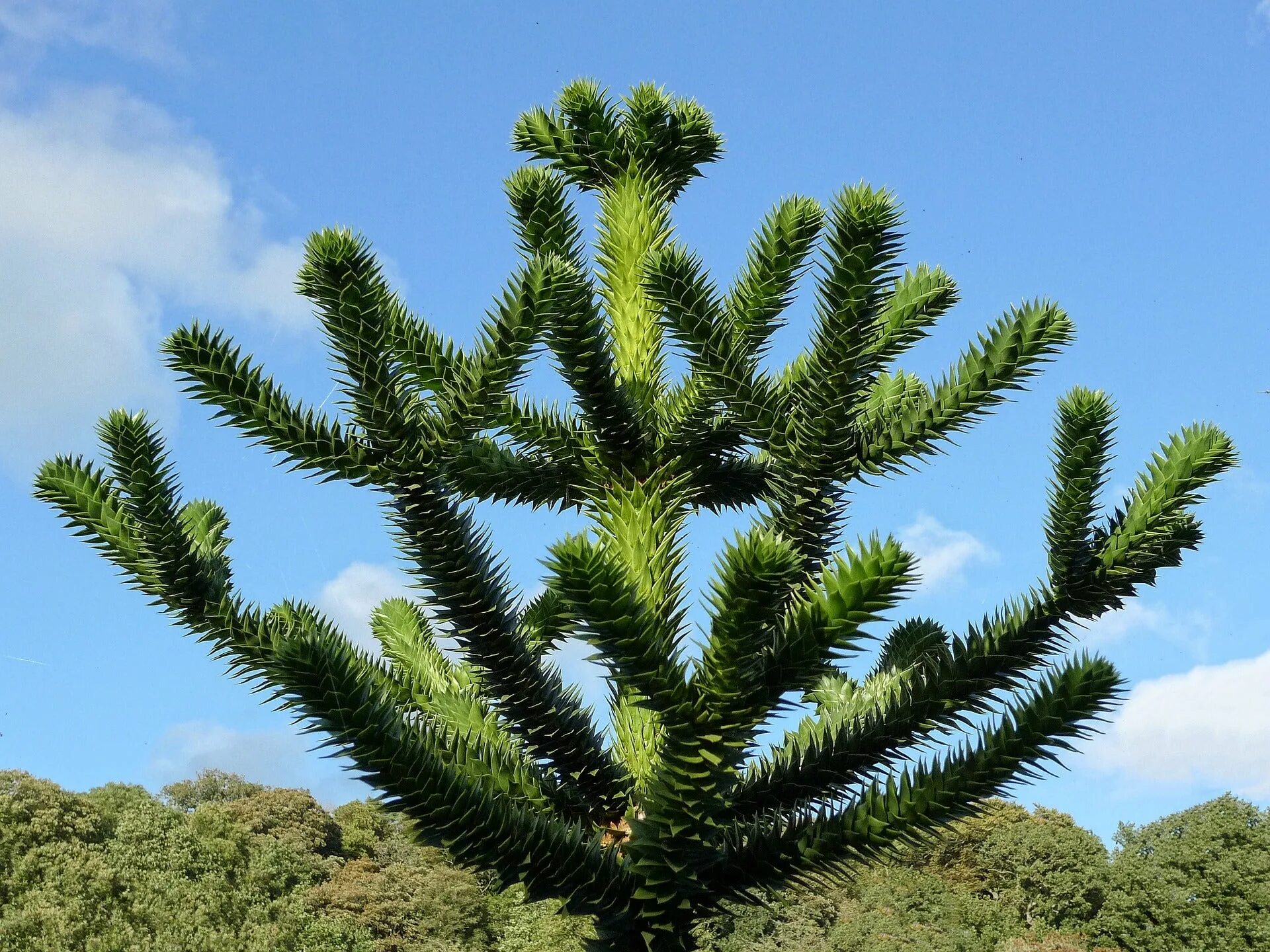 Go tree