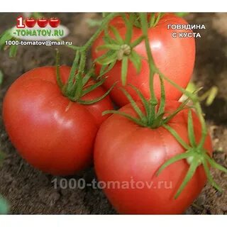 Томаты говядина с куста описание сорта
