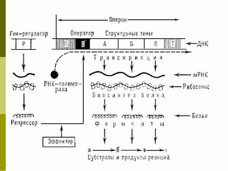 Схема регуляции синтеза белка. Схема регуляции белкового синтеза у эукариот. Схема регуляции синтеза белка у эукариот. Схема регуляции синтеза белка у прокариот.