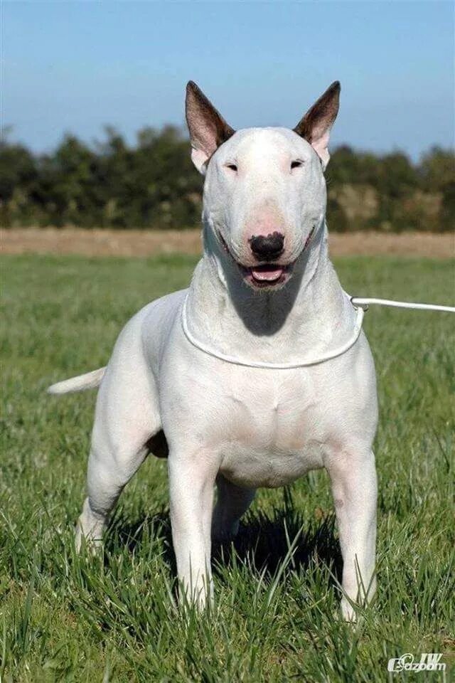 Pin on Bull Terrier. Bull terrier dog, Brindle bull terrier, Bull terrier
