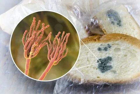 Почему мицелий пеницилла поселяется на продуктах питания
