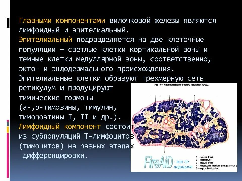 Вилочковая железа рак. Новообразования вилочковой железы. Тимус вилочковая железа. Опухоль тимуса симптомы. Вилочковая железа рак.