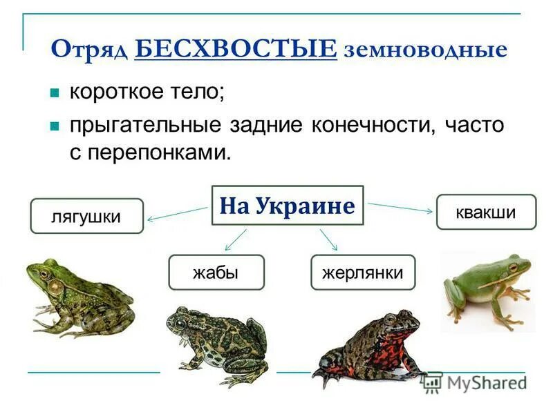 Земноводные самостоятельная. Отряд бесхвостые лягушки. Класс земноводные амфибии отряд бесхвостые. Безхвостатыеземноводные представители. Представители отряда бесхвостых земноводных.