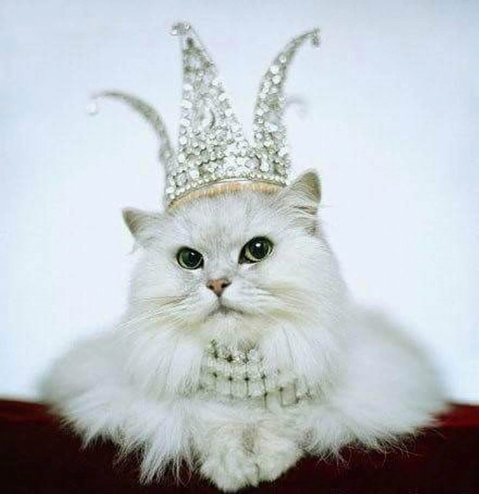 Кот в короне. Кошка с короной на голове. Царский кот. Кошка Королева.