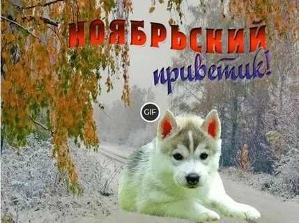 Ноябрьский приветик