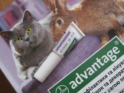 Кошка слизала капли
