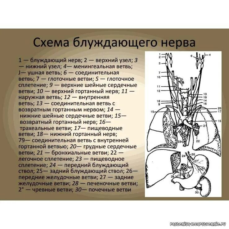 Блуждающий нерв менингеальная ветвь. Блуждающий нерв ветви схема. Задний ствол блуждающего нерва иннервация. Симпатический ствол и блуждающий нерв.