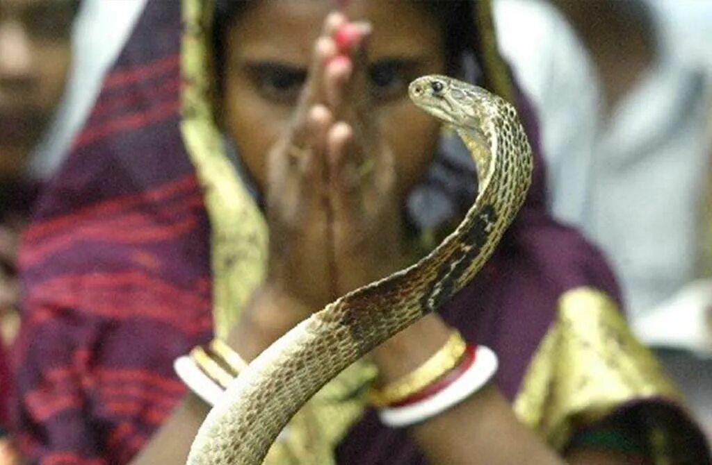 Индийский про змей. Праздник Nag Panchami в Индии. Змея Священное животное Индии. Кобра Священное животное в Индии. Культ змей в Индии.
