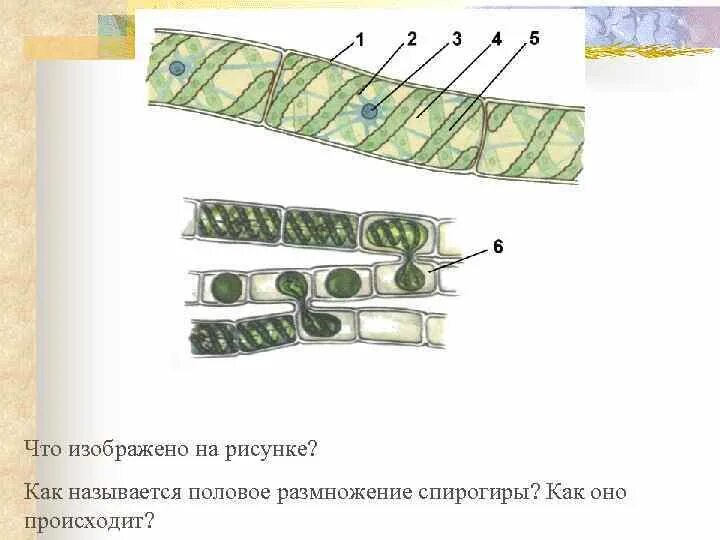 Спирогира развитие. Конъюгация спирогиры под микроскопом с подписями. Вегетативное размножение спирогиры. Спирогира размножение биология. Конъюгация размножение у водорослей.