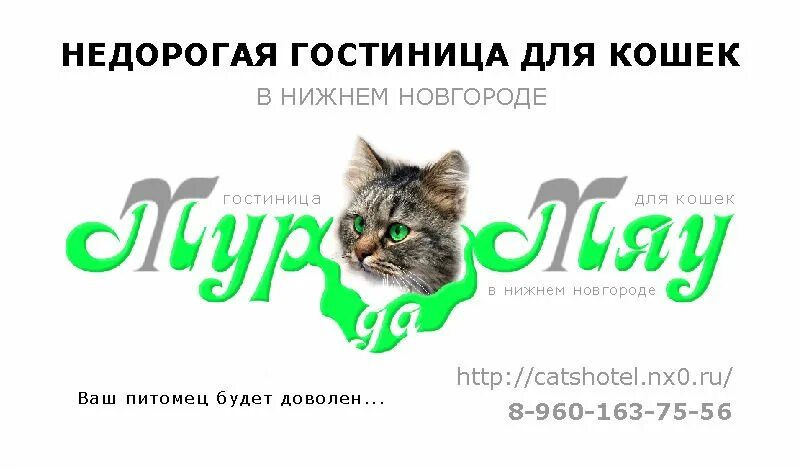 Листовка котокафе. Кошка мяу. Котокафе приют. Просто кошки нижний новгород. Найден кот нижний новгород.