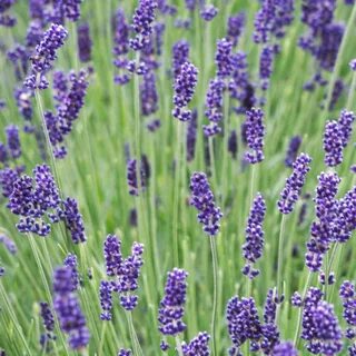 Lavandula angustifolia