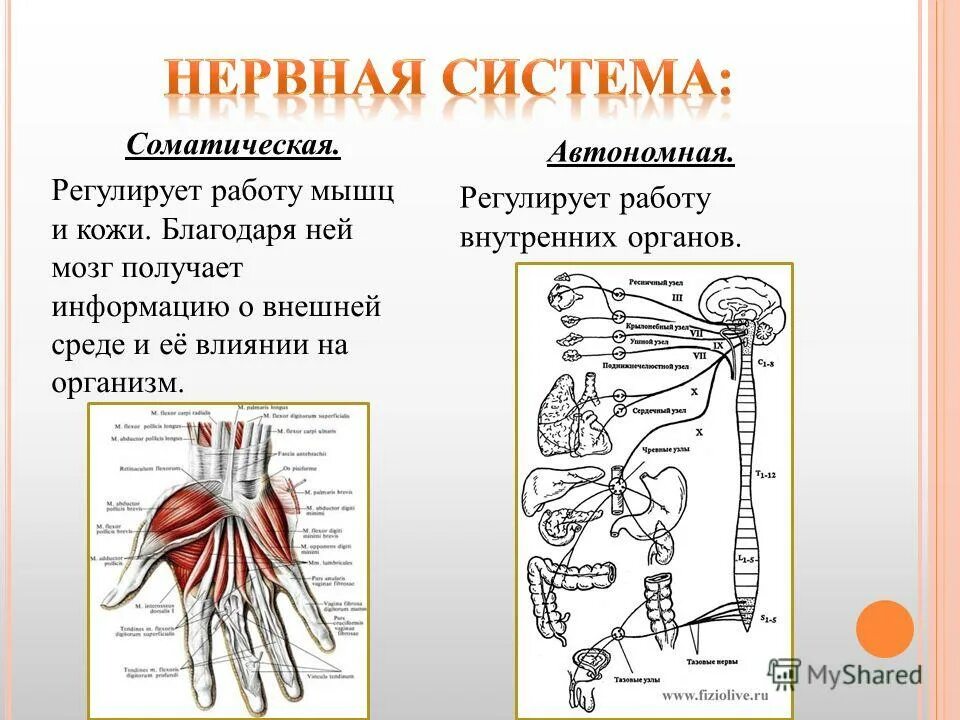 Соматическая работа мышц. Функциональное деление мышц. Соматическая работа мышц. Совматическая нерв система. Виды работы мышц.
