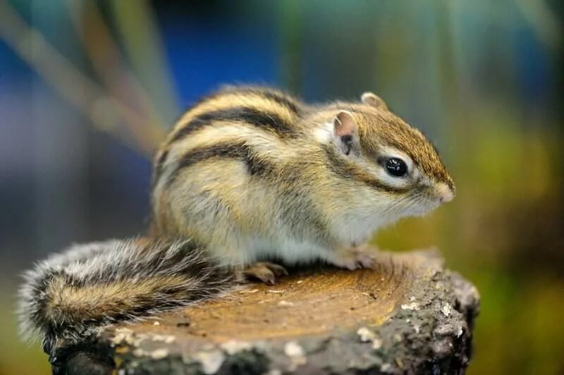 Азиатский бурундук татарстан. Животные тайги бурундук. Бурундук дальневосточный. Азиатский бурундук. Азиатский бурундук.