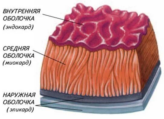 Особенности строения стенок сердца. Наружный соединительнотканный слой стенки сердца. Строение и функции сердца, оболочки сердца. Перикард миокард эндокард строение стенки. Мышечный слой сердца.