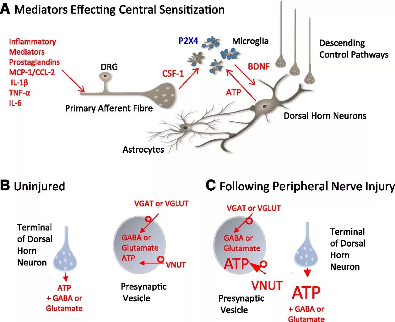 Mediators of inflammation. BDNF фактор роста нейронов. Neuropathic Pain.