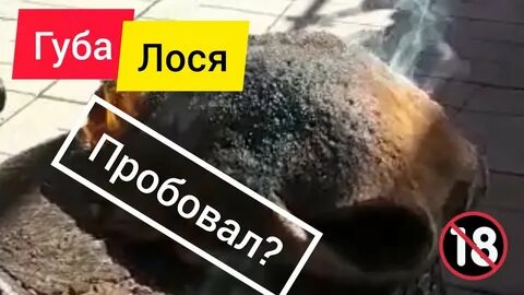 Губы лося