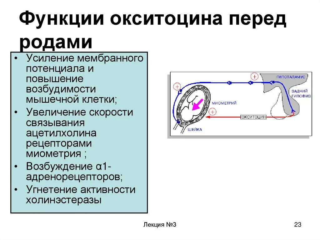 Выработка окситоцина