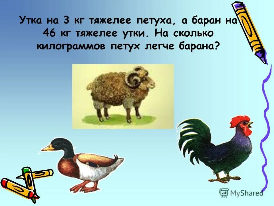 утиная тушка утиная ферма. стар 53 бройлерная французская утка. утка сколько кг. вес гуся домашнего тушка. утки муларды вес в 2 месяца.