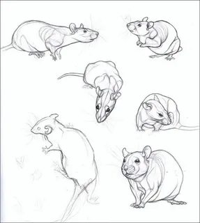 Как нарисовать крысу