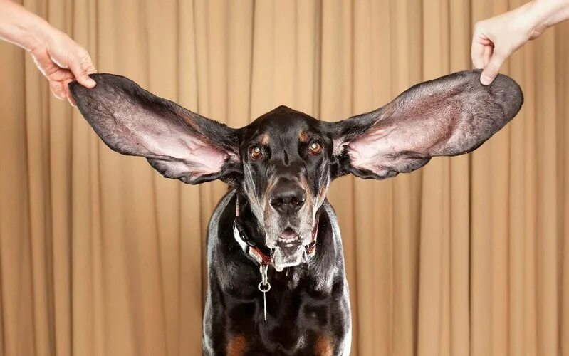 Adorable coonhound named Lou breaks Guinness World record for 'extravagantly lon