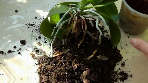 Посадить корень орхидеи