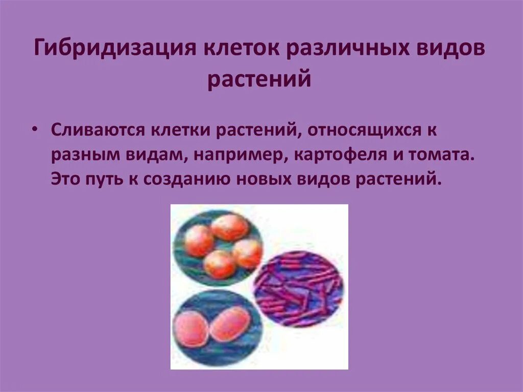 Биотехнология гибридизация. Гибридизация клеток различных видов растений. Гибридизация клеток. Гибридизация соматических клеток. Соматическая гибридизация клеточная инженерия.