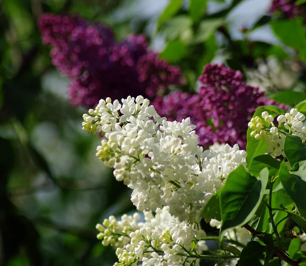 Сирень syringa. Сирень Персидская разнолистная. Черемуха и сирень.